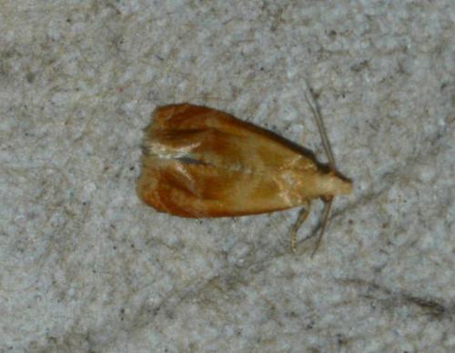 Gynnidomorpha rubricana